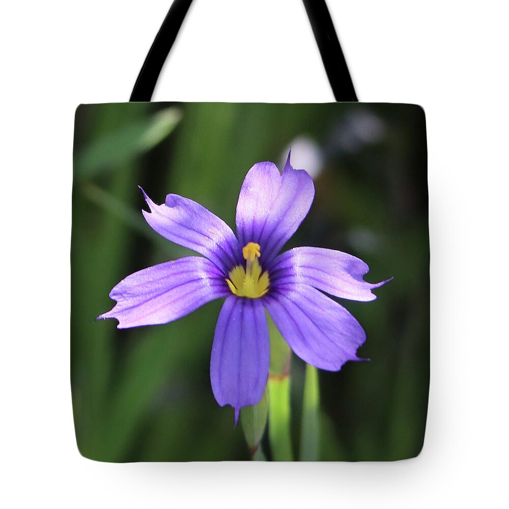 Blue-eyed Grass Tote Bag featuring the photograph Blue-Eyed Grass by Perry Hoffman