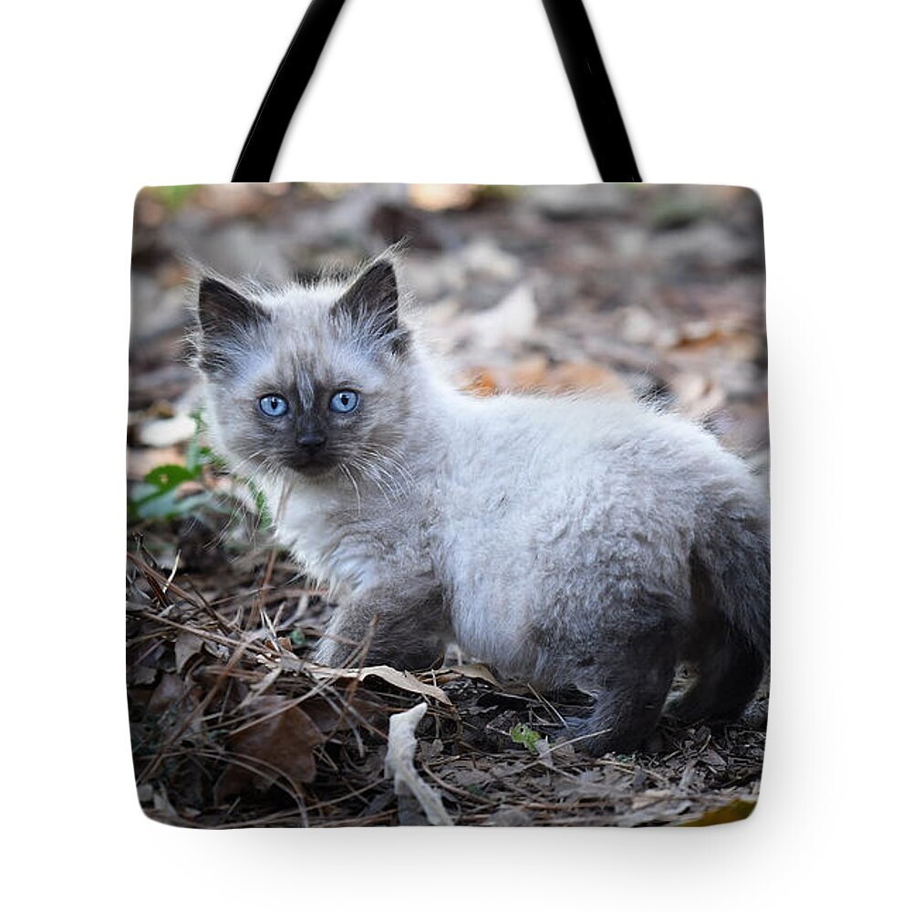 Kitten Tote Bag featuring the photograph Blue Eyes by DArcy Evans