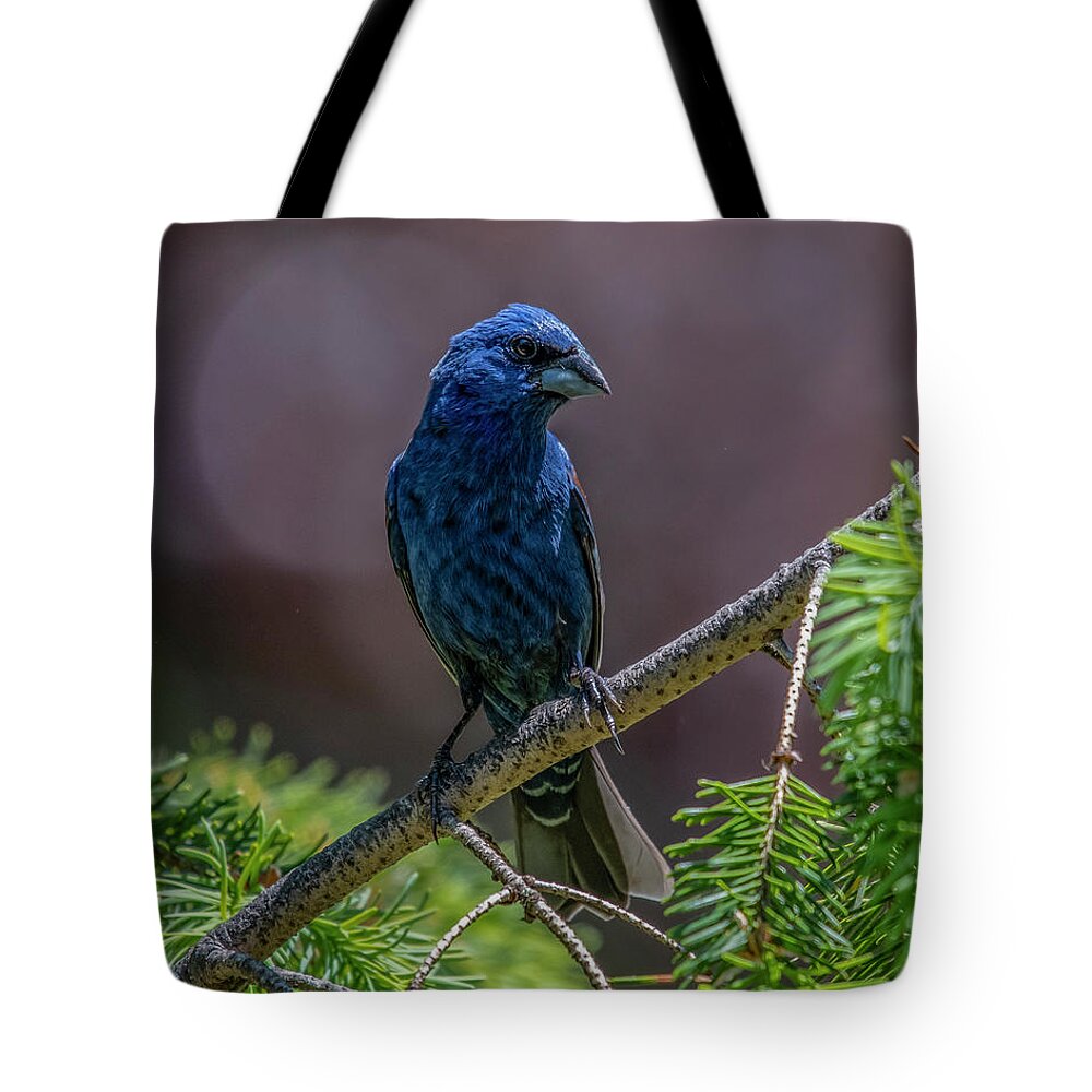 Bird Tote Bag featuring the photograph Blue Grosbeak by Cathy Kovarik