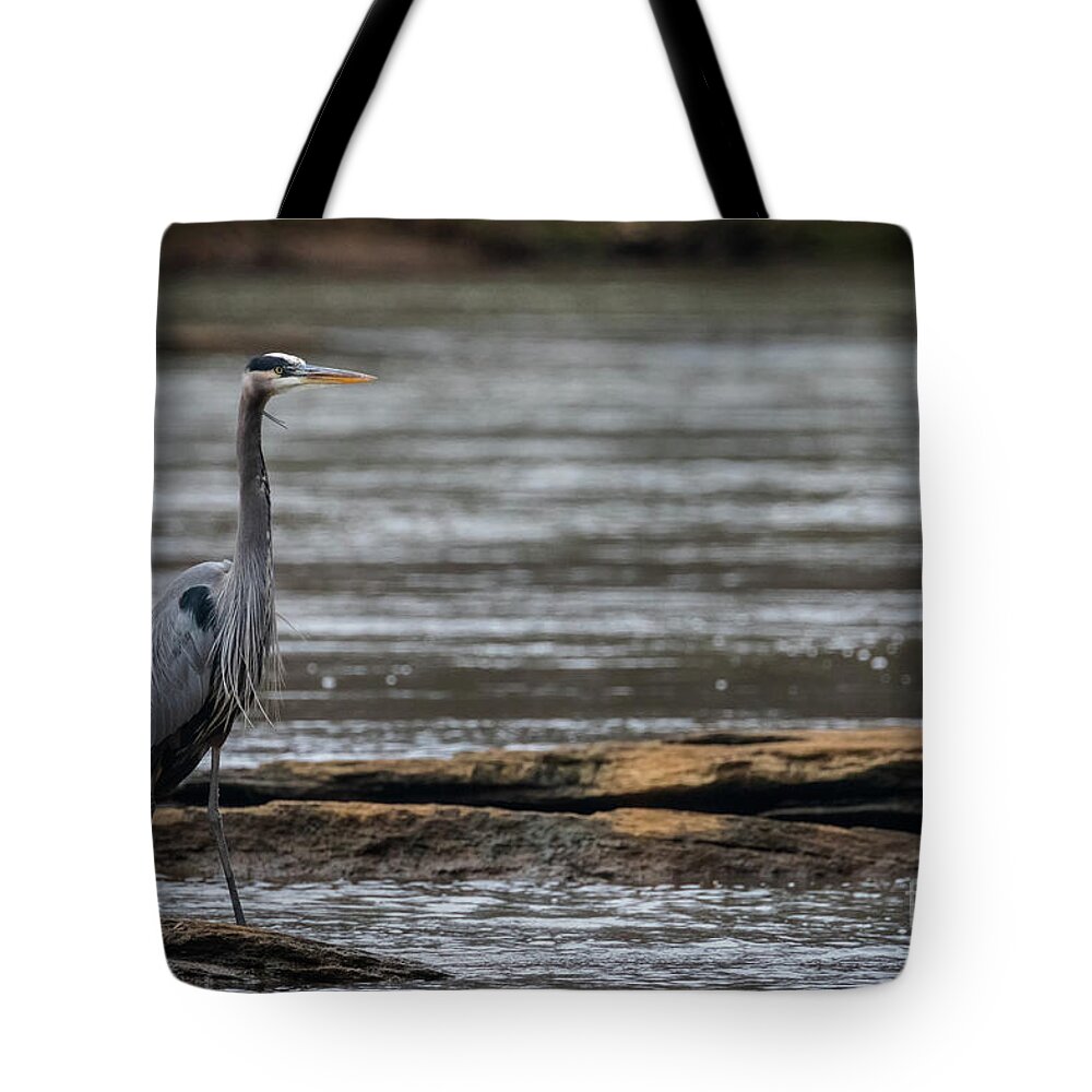 Heron Tote Bag featuring the photograph Blue Heron by Doug Sturgess