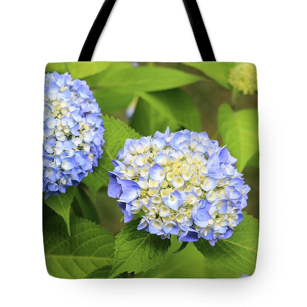 Colors Tote Bag featuring the photograph Blue Hydrangea Deux by Tanya Owens