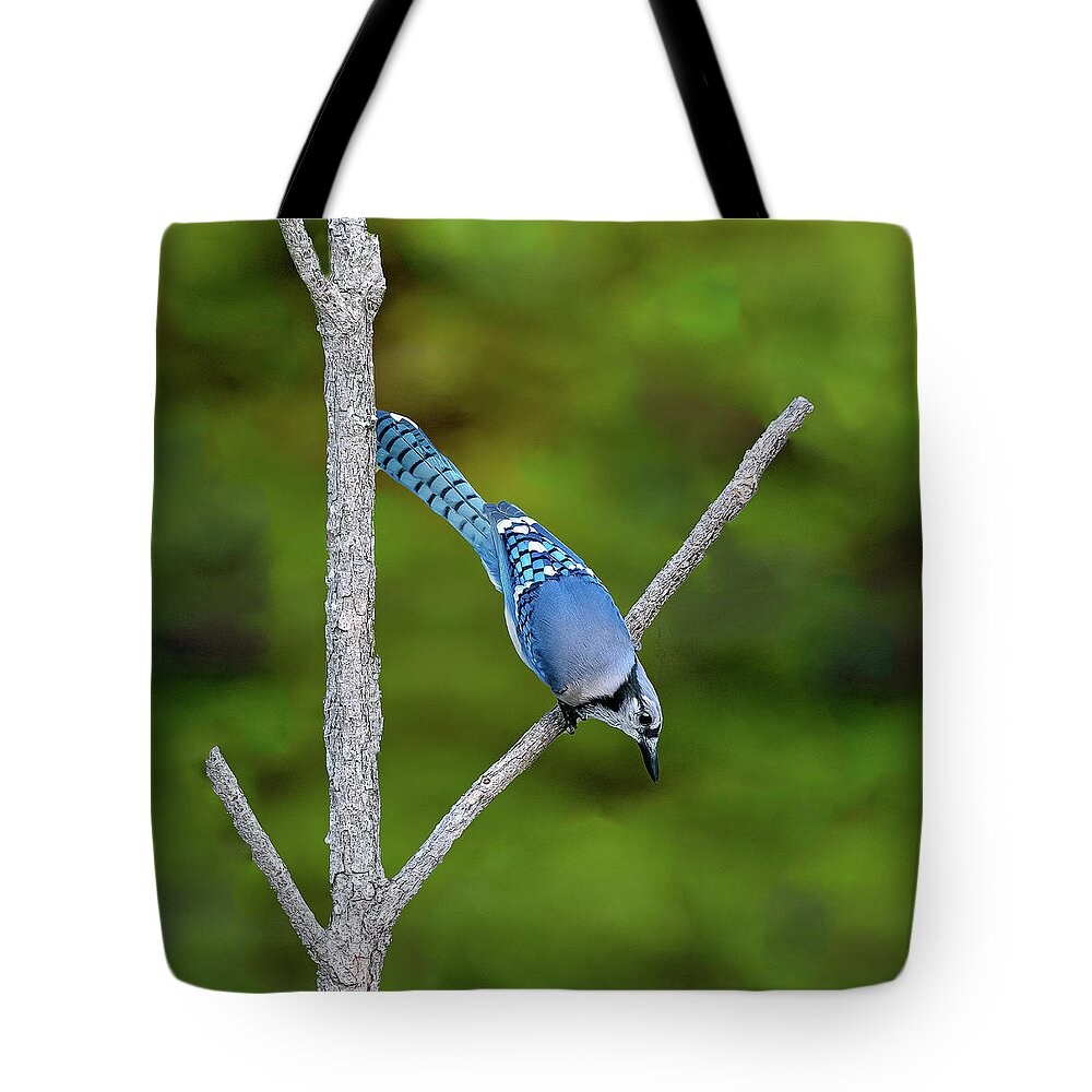 Bluejay Tote Bag featuring the photograph Blue Jay-2 by John Kirkland