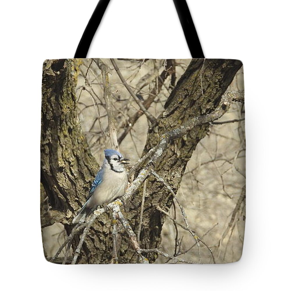 Blue Jay Tote Bag featuring the photograph Blue Jay 3 by Amanda R Wright