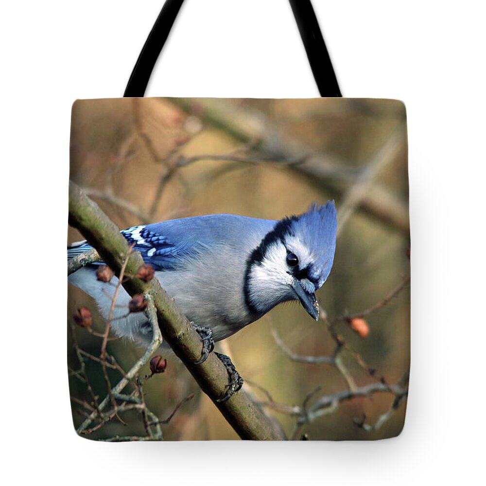Birds Tote Bag featuring the photograph Blue Jay in the Crape Myrtle by Trina Ansel