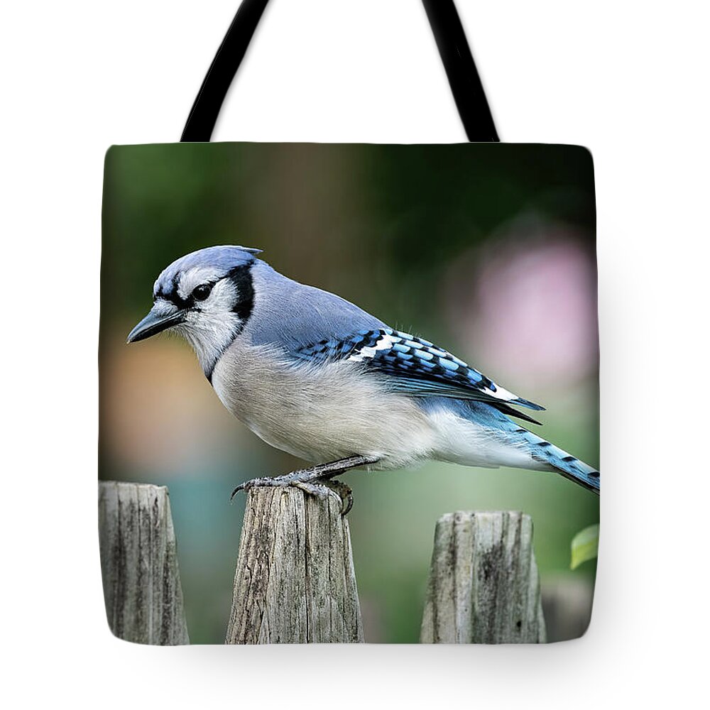 Bird Tote Bag featuring the photograph Blue Jay on a Picket Fence by Fon Denton