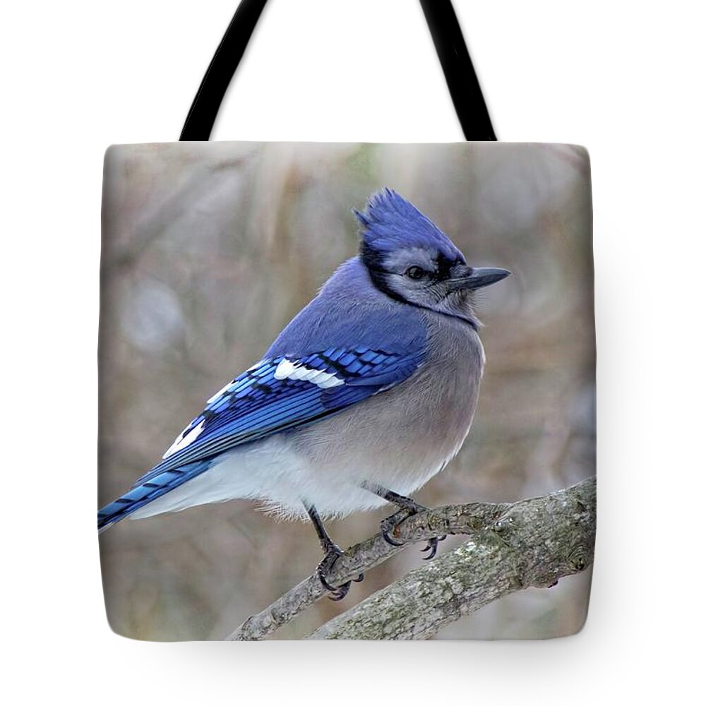 Bird Tote Bag featuring the photograph Blue Jay - Side Profile by Ron Grafe