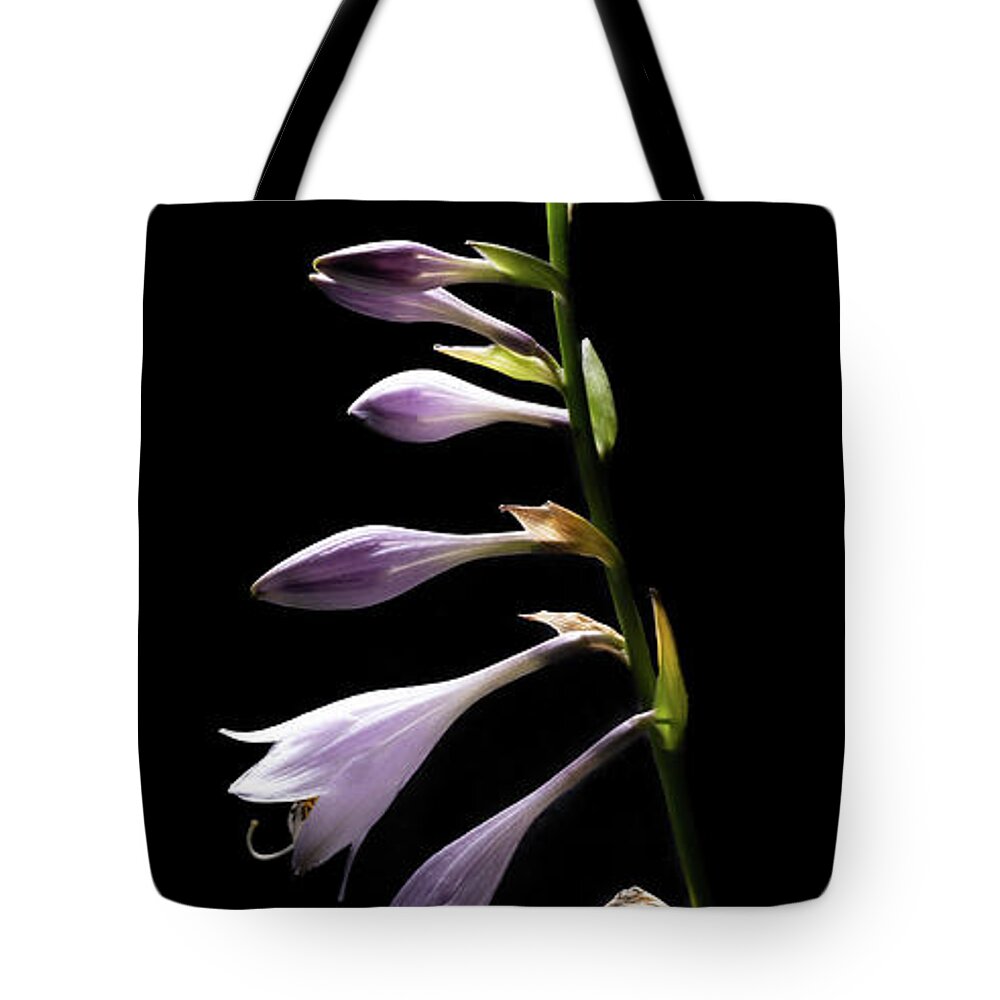 Blue Plantain Lily Tote Bag featuring the photograph Blue Plantain Lily 2 by Kevin Suttlehan