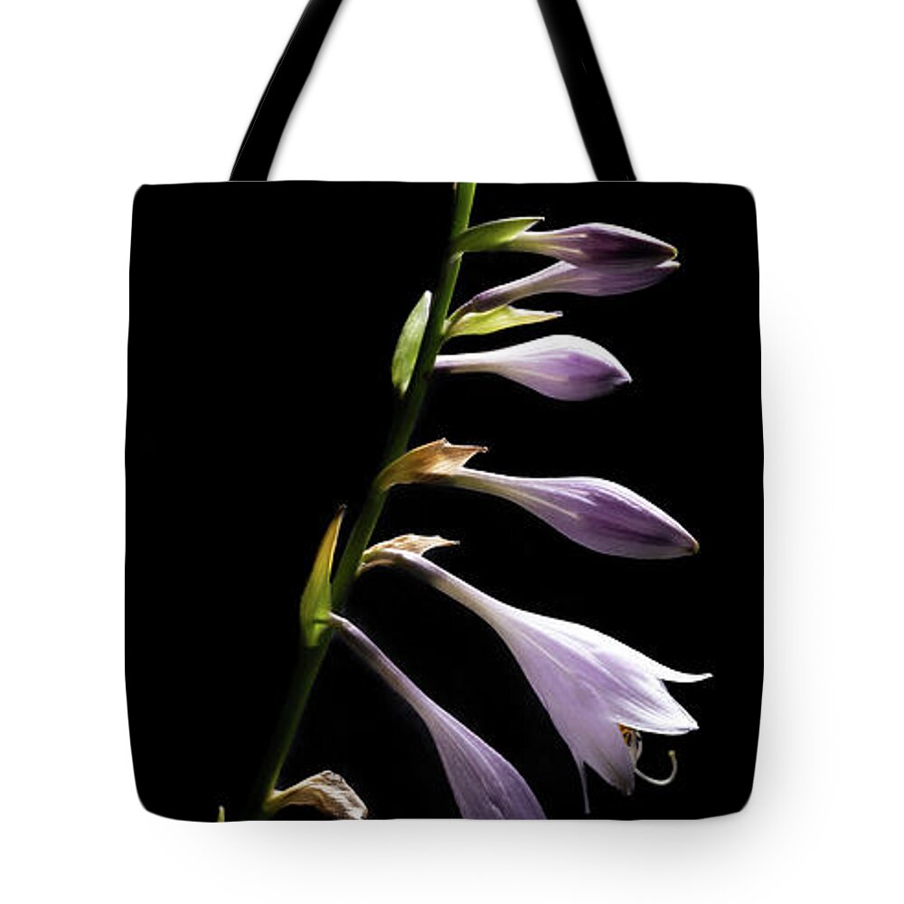 Blue Plantain Lily Tote Bag featuring the photograph Blue Plantain Lily by Kevin Suttlehan
