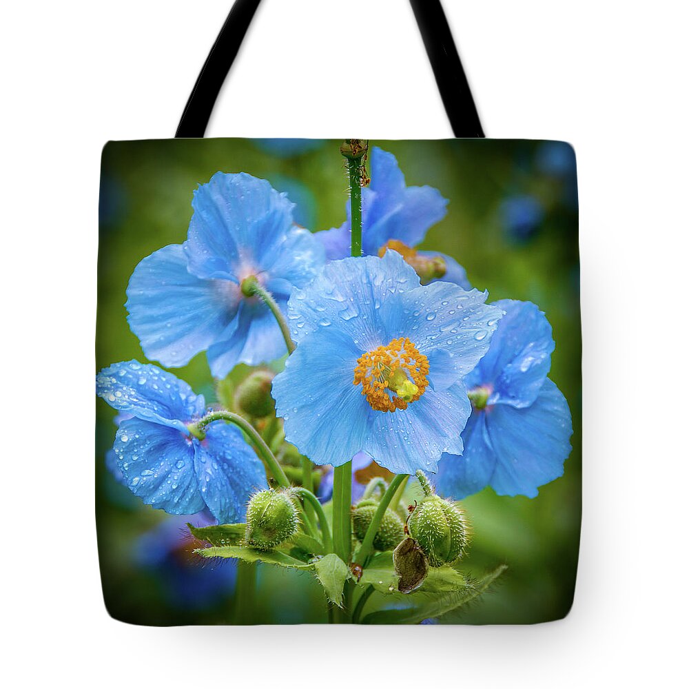 Himalayan Blue Poppies Tote Bag featuring the photograph Blue Poppies by Louise Tanguay