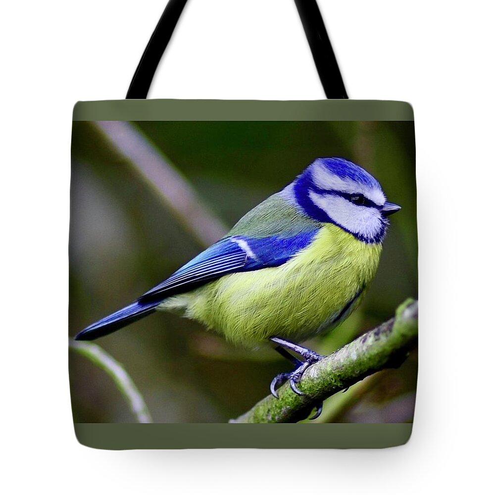 Blue Tit Tote Bag featuring the photograph Blue Tit by Neil R Finlay
