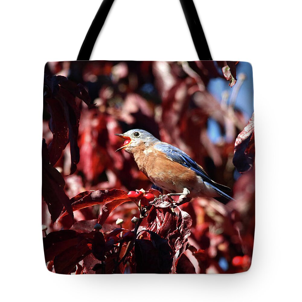 Birds Tote Bag featuring the photograph Bluebird Eating Berries by Trina Ansel