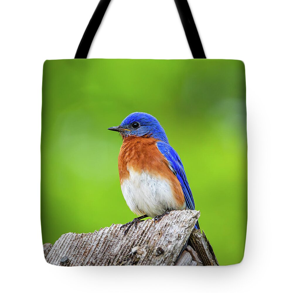 Bluebird Tote Bag featuring the photograph Bluebird in May by Rachel Morrison
