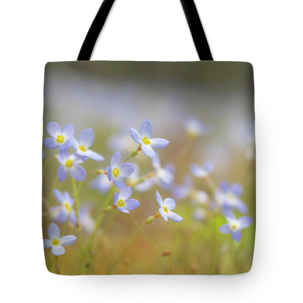 Bluets Tote Bag featuring the photograph Bluets by Forest Floor Photography