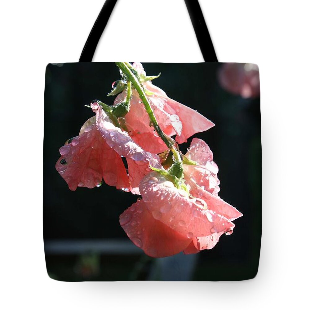 Sweet Pea Tote Bag featuring the photograph Blush Sweet Pea by Vicki Cridland
