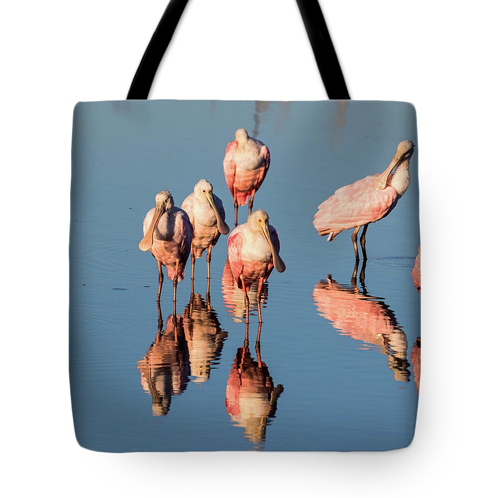 Roseate Spoonbill Tote Bag featuring the photograph Board Meeting by Jim Miller