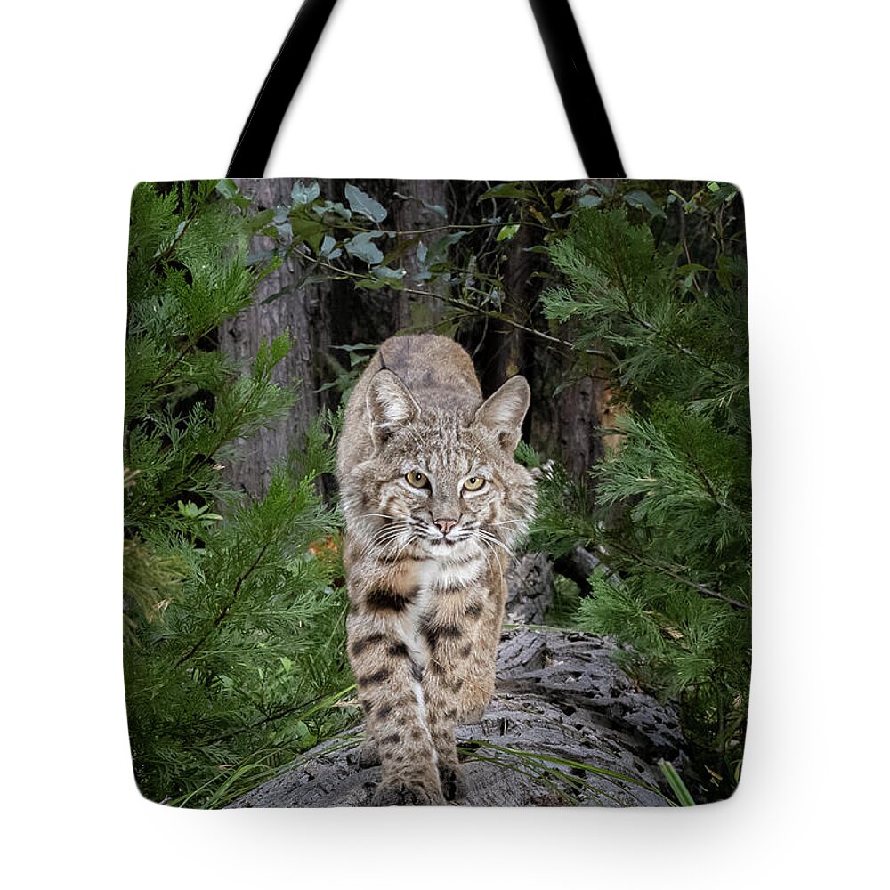 Bobcat Tote Bag featuring the photograph Bobcat 2 Vertical by Randy Robbins