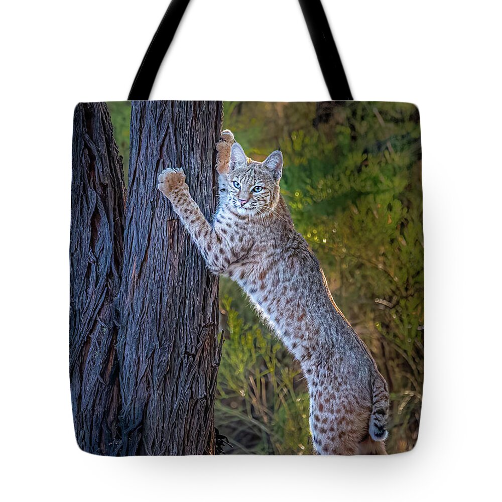American Southwest Tote Bag featuring the photograph Bobcat by James Capo