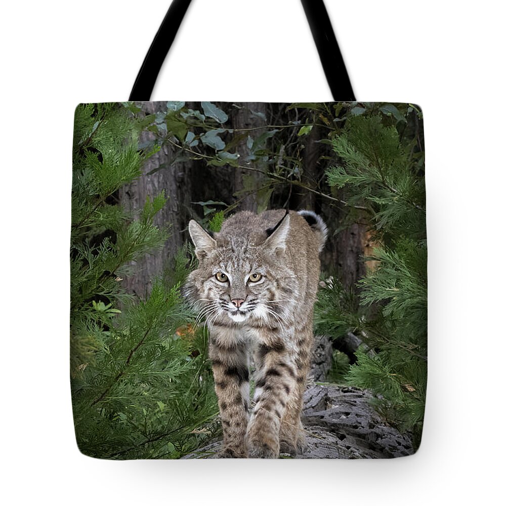 Bobcat Tote Bag featuring the photograph Bobcat Vertical Crop by Randy Robbins