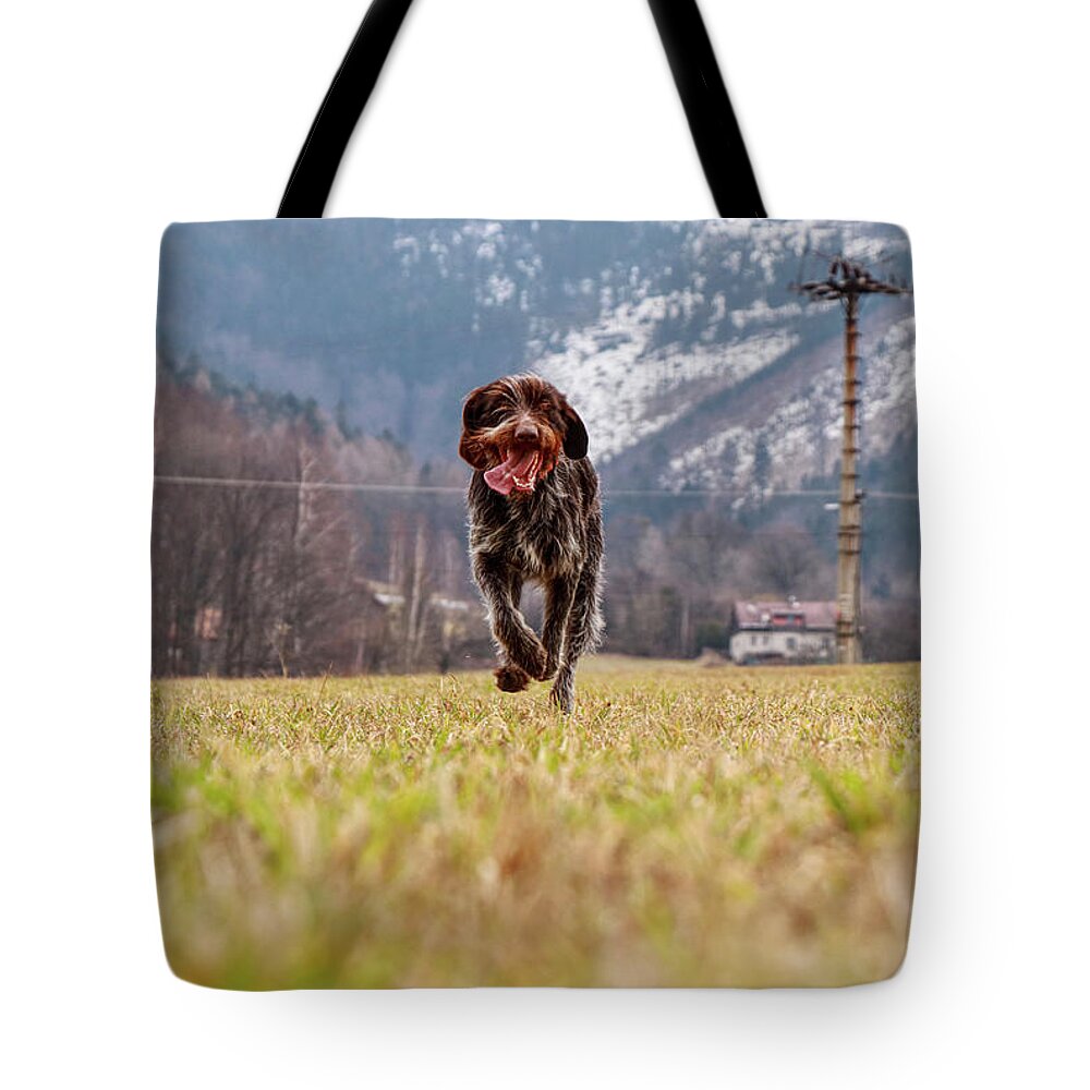 Bohemian Wire Tote Bag featuring the photograph Bohemian Wire Haired Pointing Griffon running towards to me for some food. She jumps and runs to me for my order. by Vaclav Sonnek