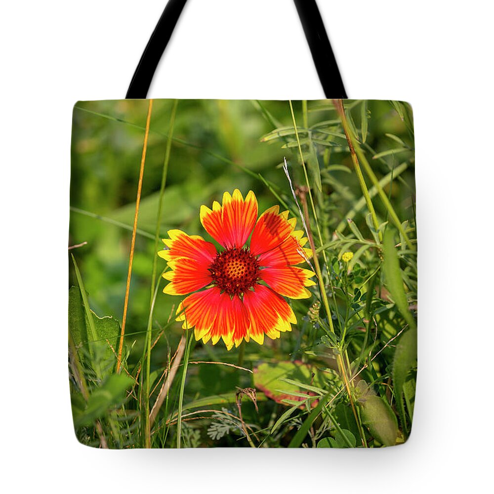 Flower Tote Bag featuring the photograph Boise Indian Blanket Flower by Dart Humeston