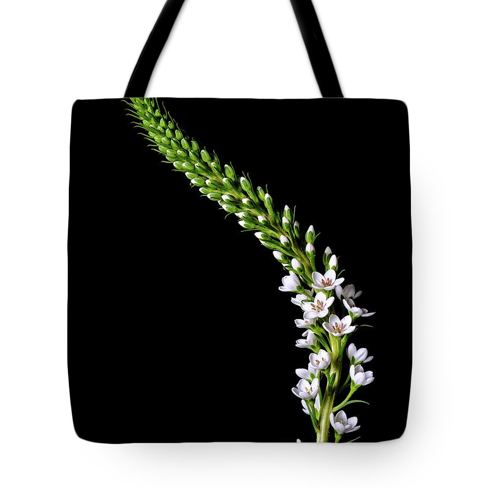 Flowers Tote Bag featuring the photograph Botanicals 11 by Connie Carr