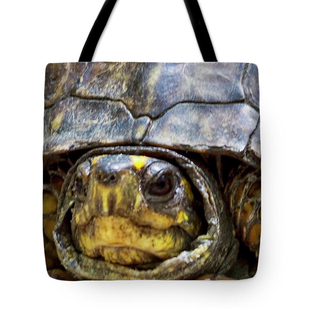 Eastern Box Turtle Tote Bag featuring the photograph Box Turtle On The Trail by Bob Decker