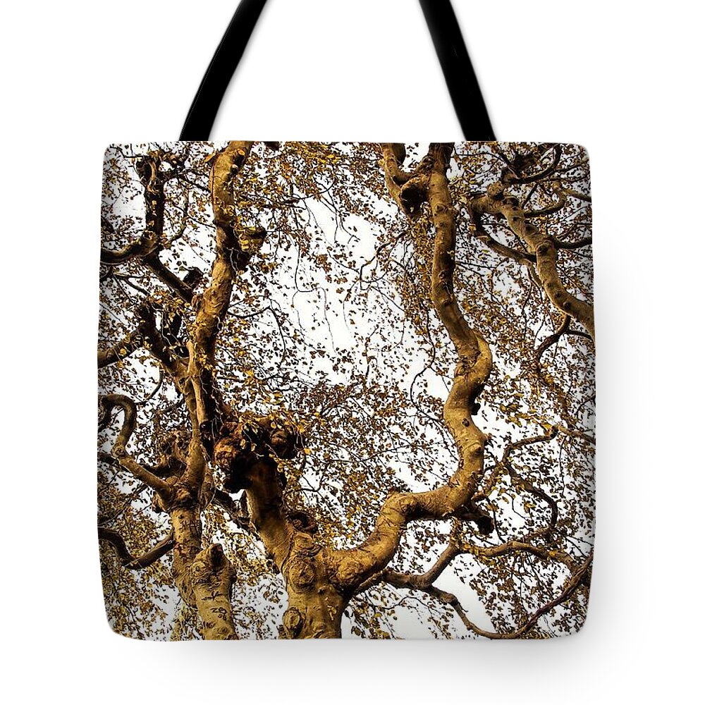 Tree Branch Sky Leaves Tote Bag featuring the photograph Branch Sky by John Linnemeyer