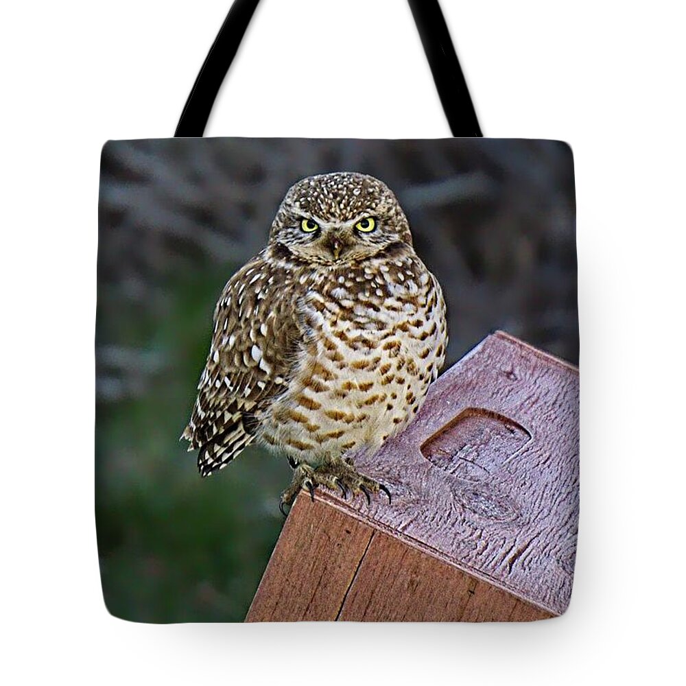 Alone Tote Bag featuring the photograph Bright Eyes by David Desautel