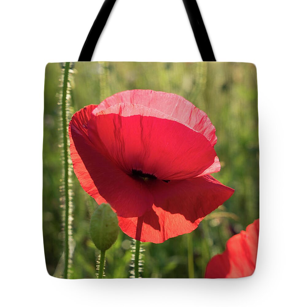 Poppy Tote Bag featuring the photograph Bright red petals of a poppy by Adriana Mueller