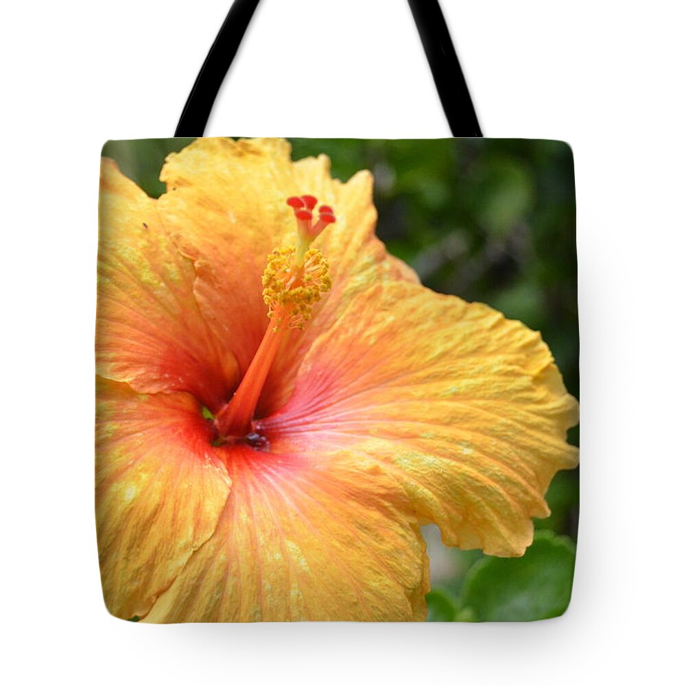 Flower Tote Bag featuring the photograph Bright Yellow Red Hibscus by Amy Fose