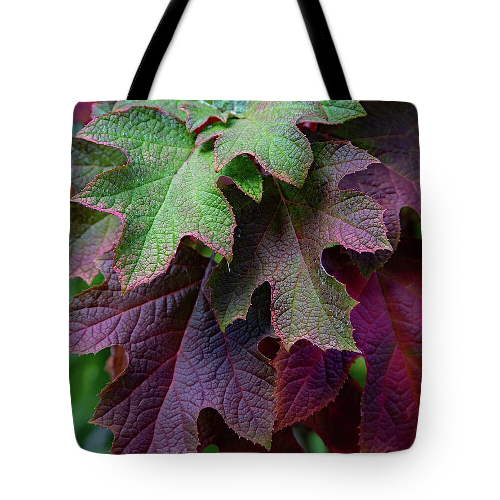 Nature Tote Bag featuring the photograph Brilliant Oakleaf by Gina Fitzhugh