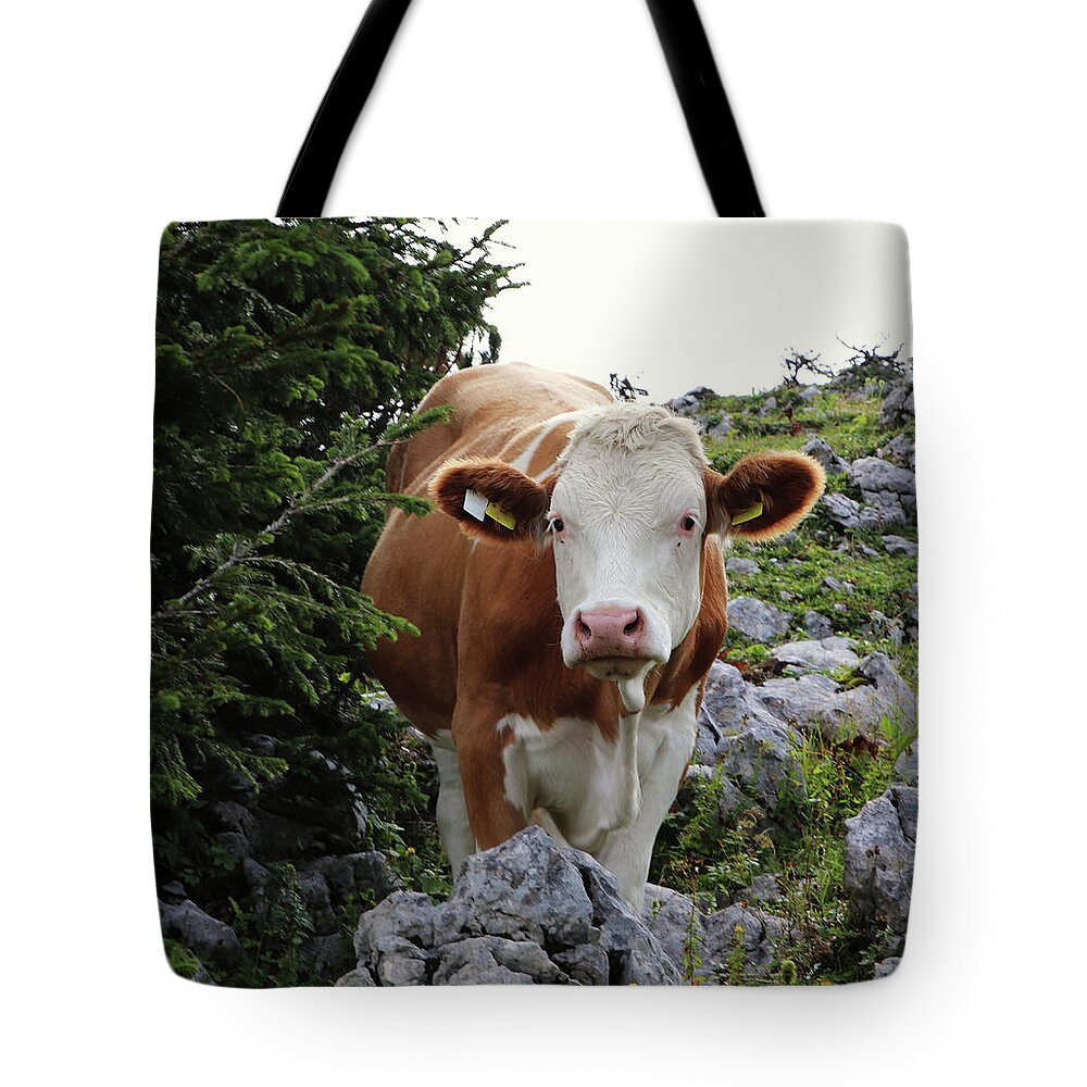 Hochkar Tote Bag featuring the photograph Lady Cow by Vaclav Sonnek