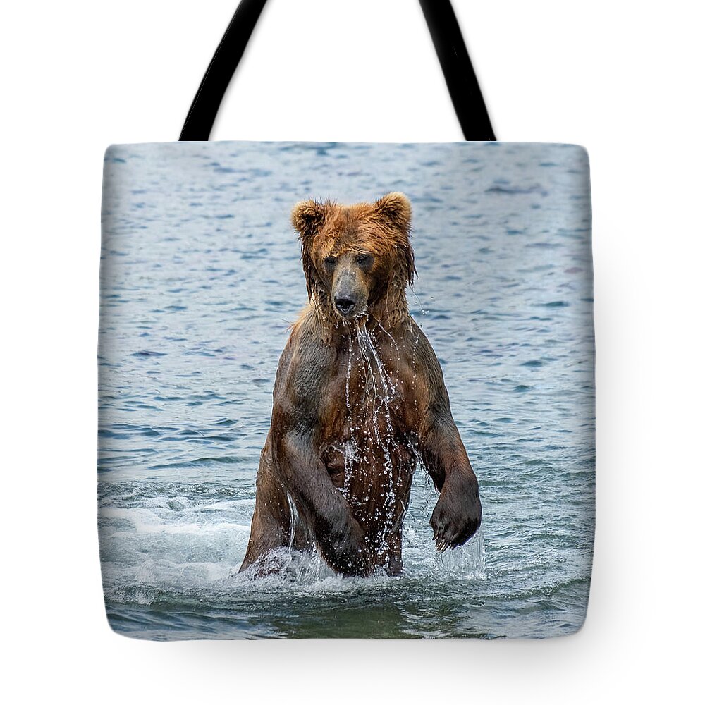 Bear Tote Bag featuring the photograph Brown bear standing in water by Mikhail Kokhanchikov