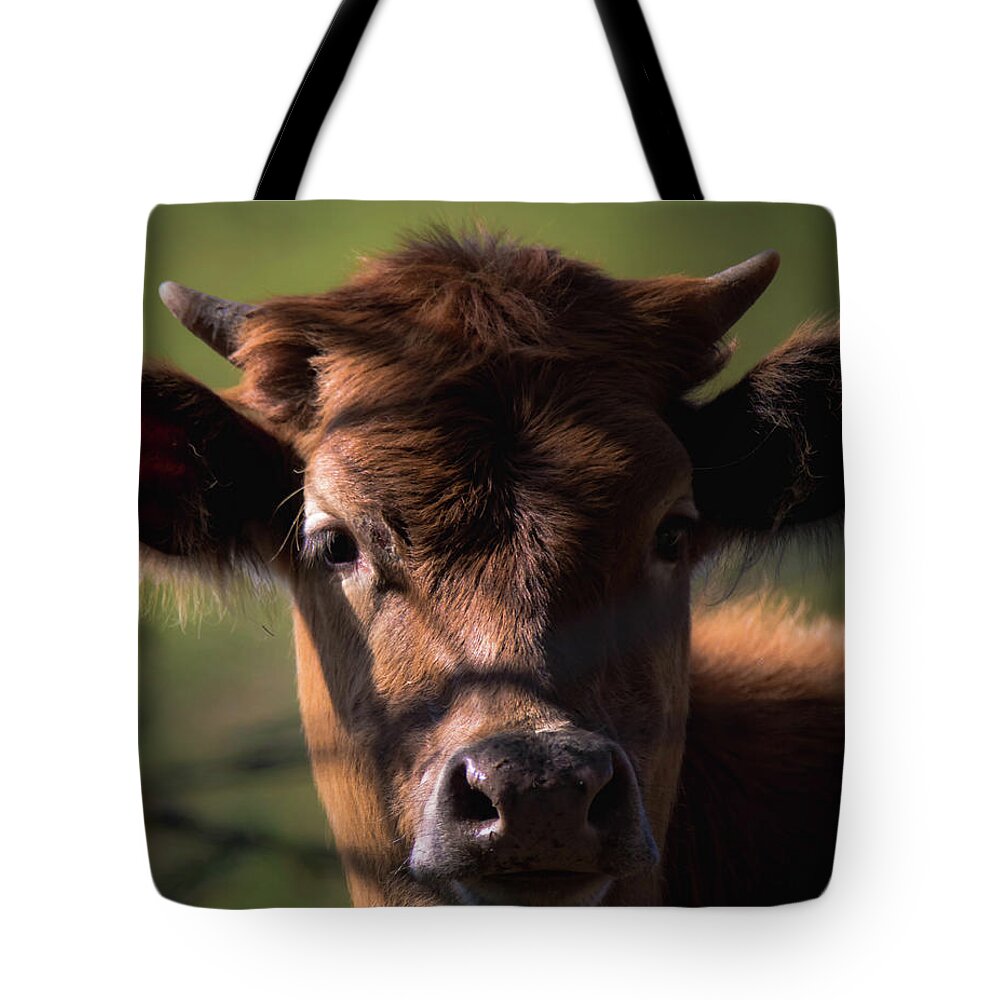 Cow Tote Bag featuring the photograph Brown Cow by Pam Rendall