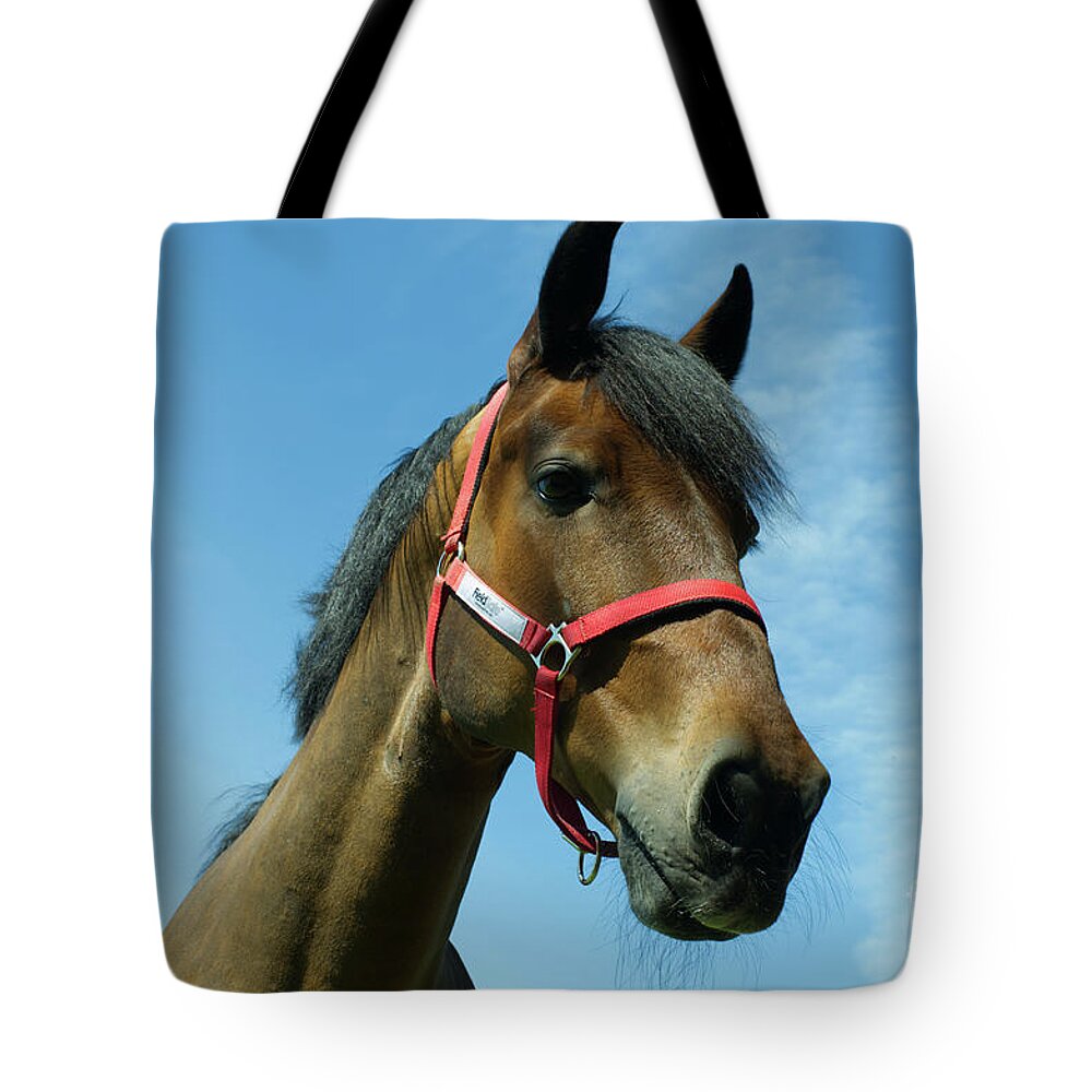 Colt Tote Bag featuring the photograph Brown horse by Pics By Tony