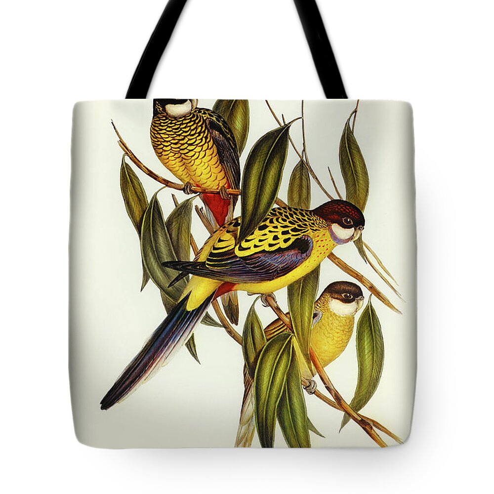 Brown's Parakeet Tote Bag featuring the drawing Brown's Parakeet, Platycercus Brownii by John Gould