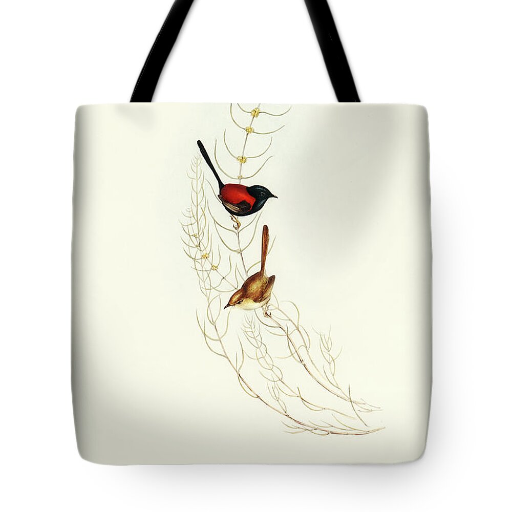 Brown’s Wren Tote Bag featuring the drawing Browns Wren, alurus Brownii by John Gould