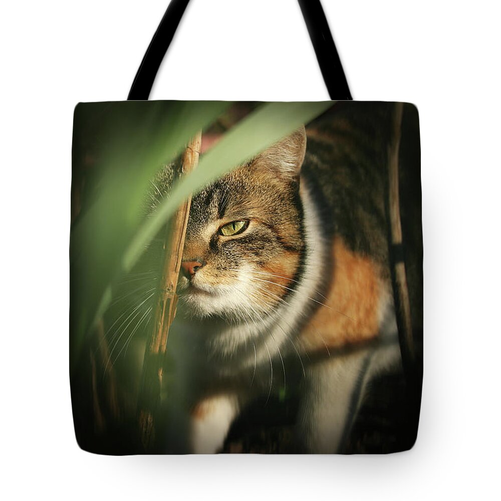Liza Tote Bag featuring the photograph Cruel look by domestic kitten walks through dense jungle by Vaclav Sonnek