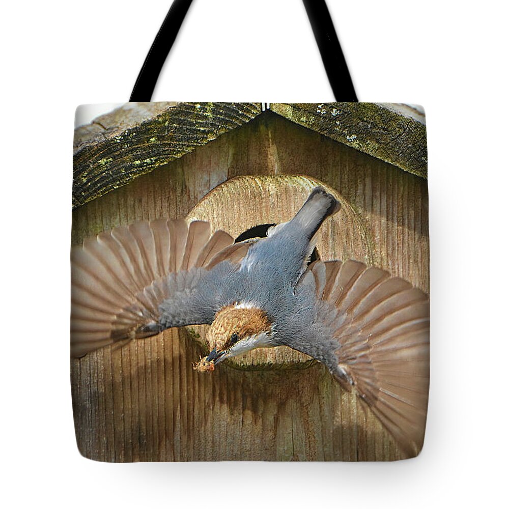 Brown Headed Nuthatch Tote Bag featuring the photograph Brown Headed Nuthatch Flight by Jerry Griffin