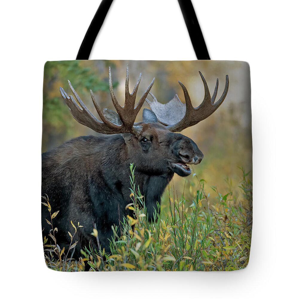 Bull Moose Calling Tote Bag featuring the photograph Bull Moose Calling by Gary Langley