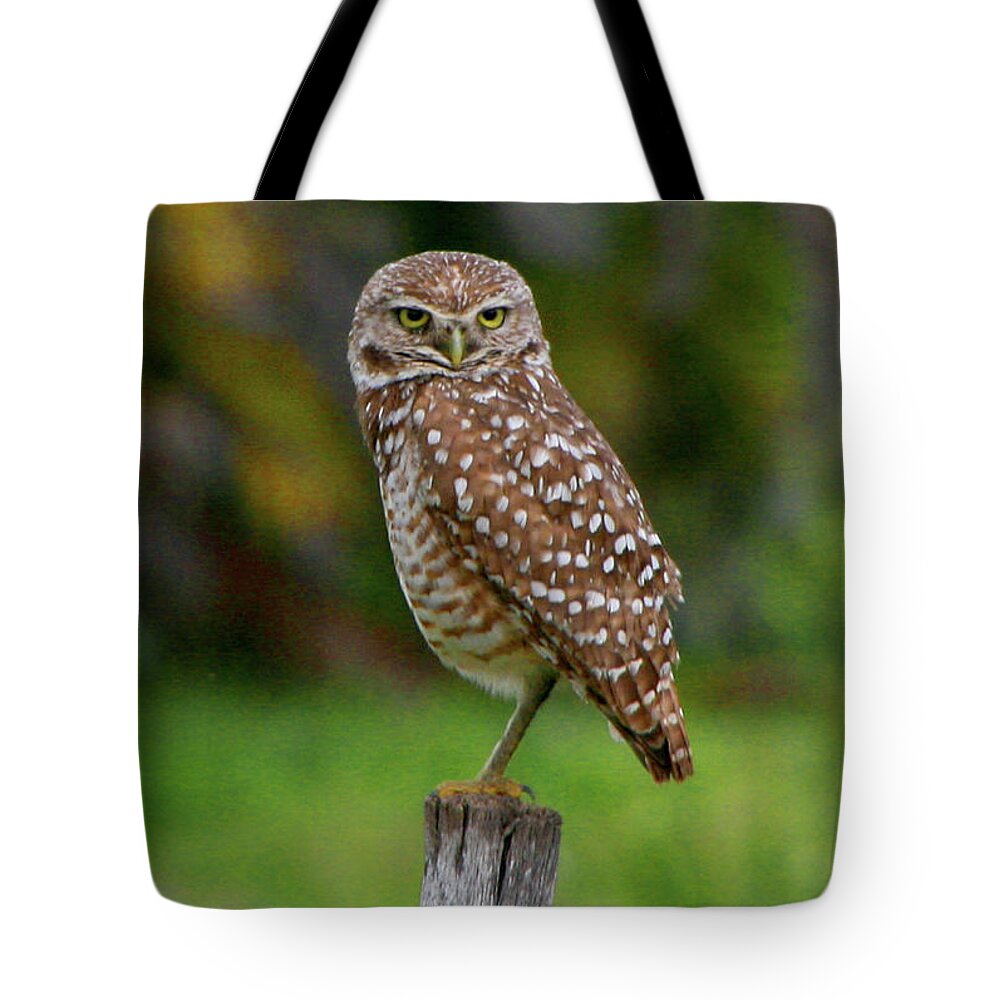 Nature Tote Bag featuring the photograph Burrowing Owl by Mariarosa Rockefeller