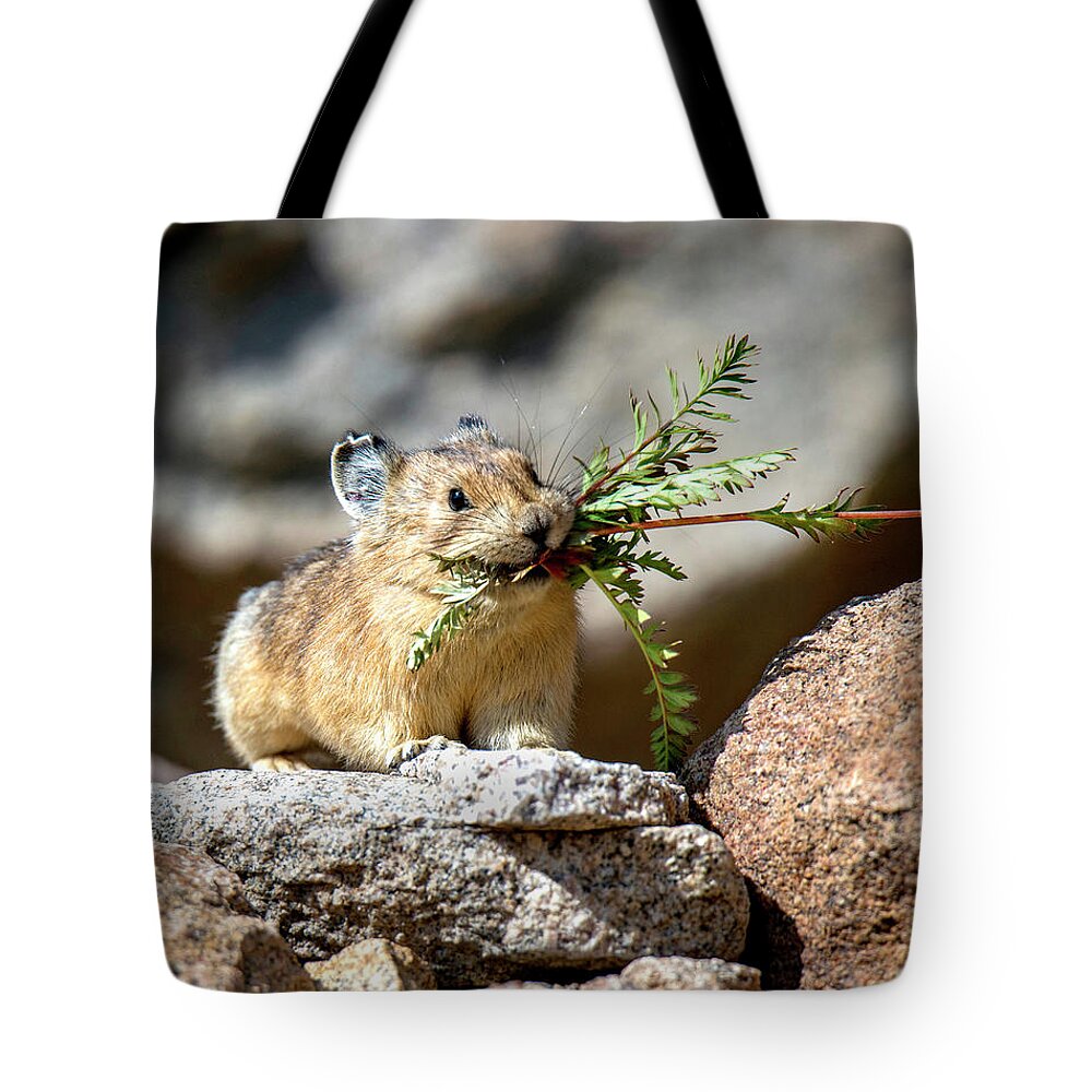 American Pika Tote Bag featuring the photograph Busy as a Pika by Judi Dressler
