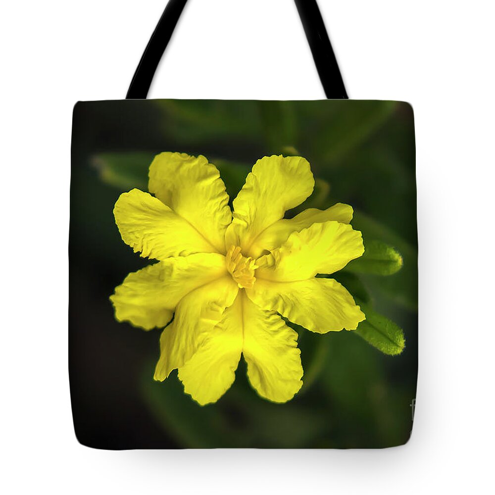 Yellow Tote Bag featuring the photograph Buttercup Guinea Flower - Hibbertia by Elaine Teague