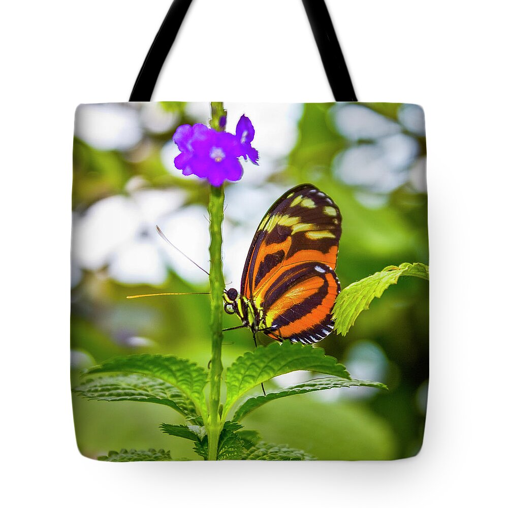 Butterfly Tote Bag featuring the photograph Butterfly by David Beechum