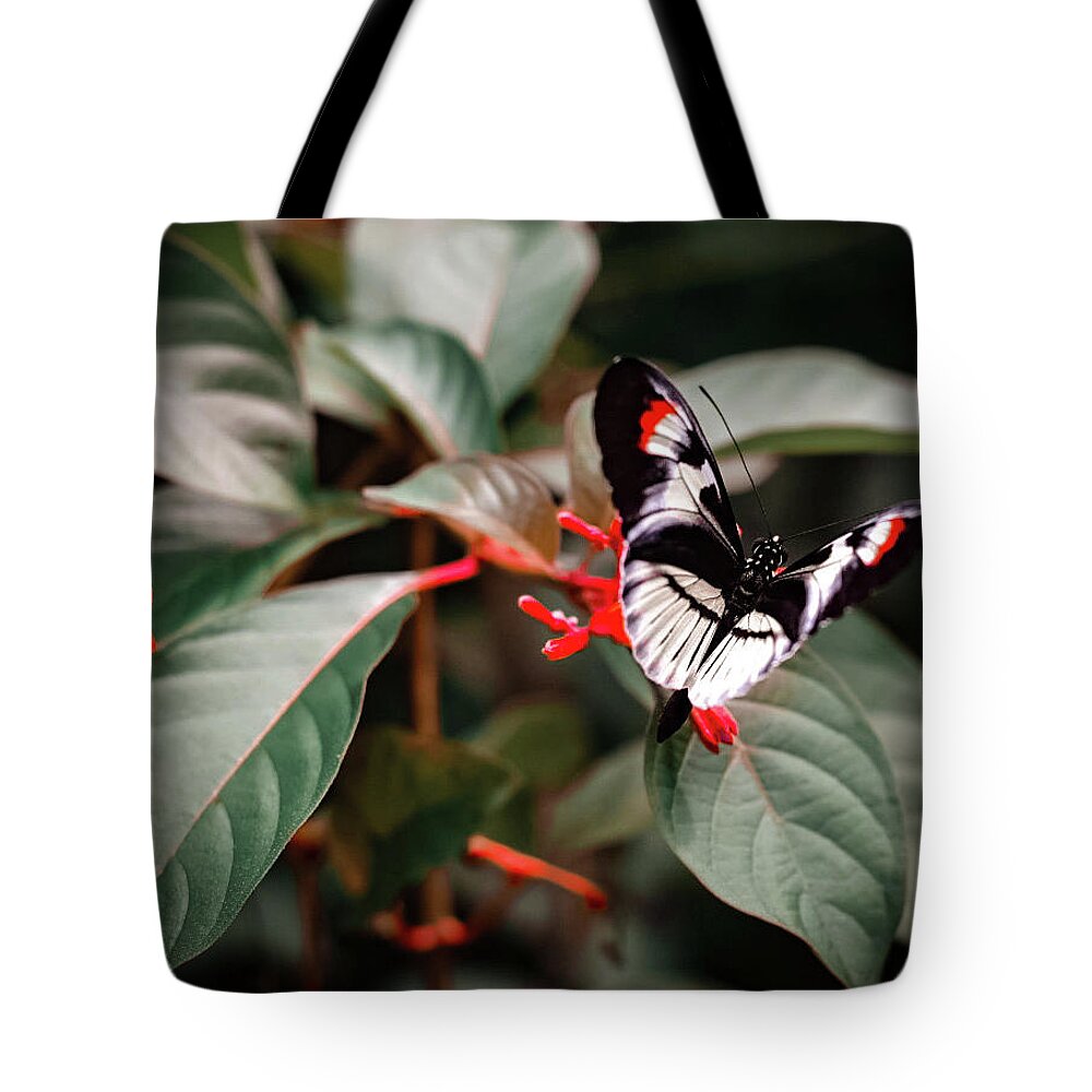 Butterfly Tote Bag featuring the photograph Butterfly by Ksenia VanderHoff