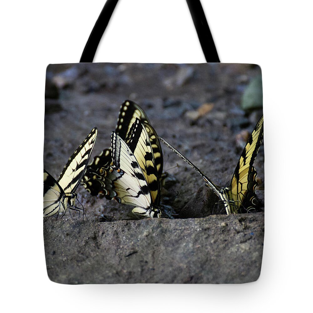 Butterflies Tote Bag featuring the photograph Butterfly Nation Swallowtails Butterflies by Demetrai Johnson