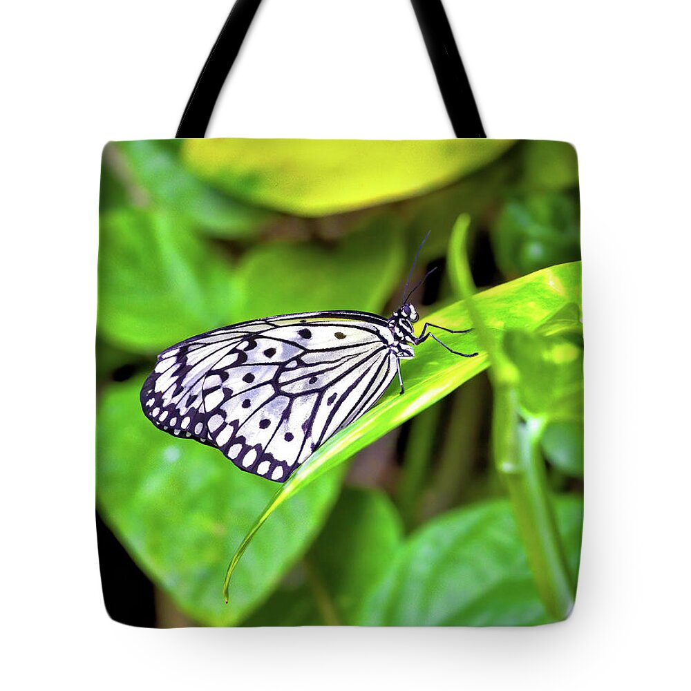 Butterfly Tote Bag featuring the photograph Butterfly on a leaf by Bob Falcone