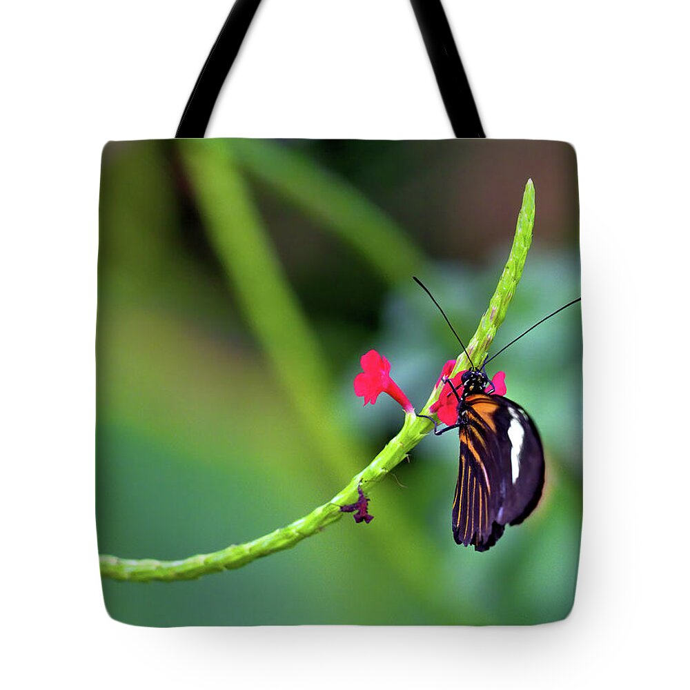 Butterfly Tote Bag featuring the photograph Butterfly on a Stalk by Bob Falcone