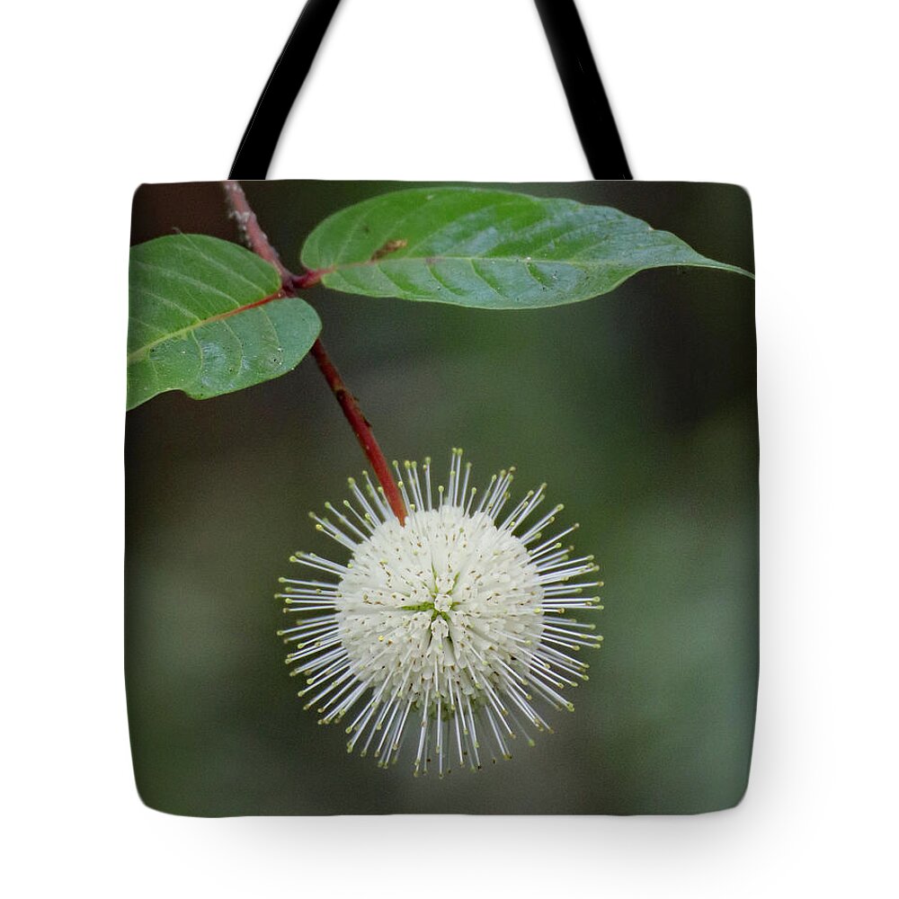 Button Bush Tote Bag featuring the photograph Buttonbush Bloom by David T Wilkinson
