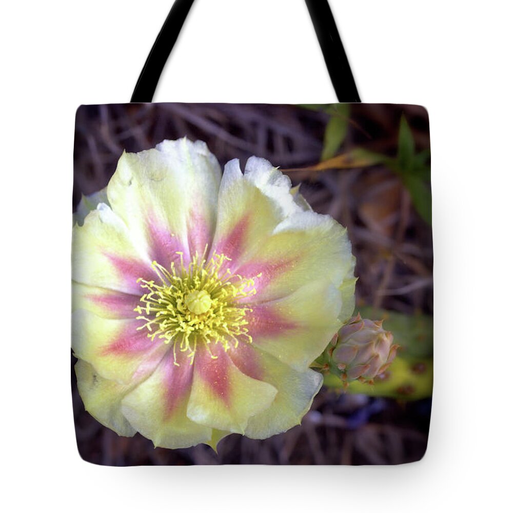 Cactus Tote Bag featuring the photograph Cactus Blossom by Bob Falcone